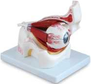 Enlarged Eyeball  Product Code：EX-S7103/Enlarged Eye in Orbit  Product Code：EX-S7104