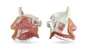 Nasal Cavity  Product Code：EX-R3002/	Uterus Model with Pathology Product Code：EX-PP3009