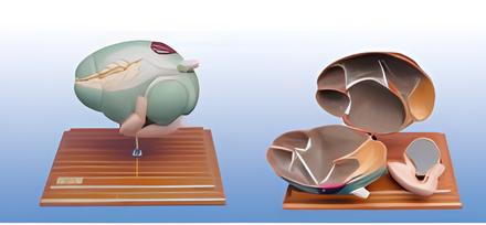 Anatomical model of bovine stomach Product Code：EX-C004