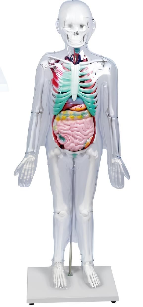 Name：A model of the relationship between the human body surface, bones, and organs  96cm Model:EX-D005