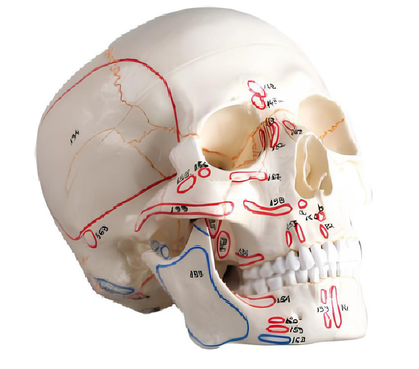 Name：The skull model is attached to a muscle marker Model:EX-D00611
