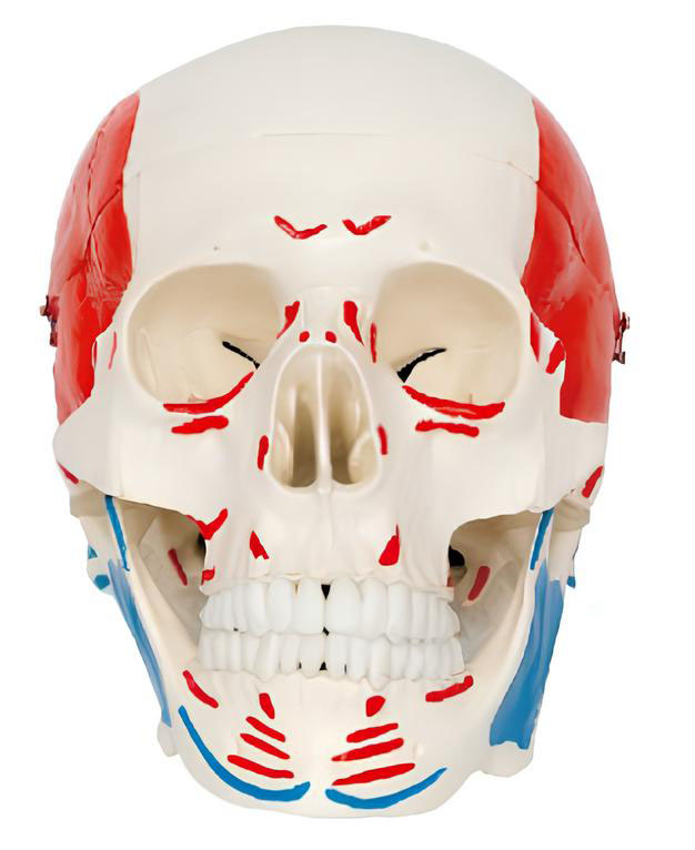 Name：Skull bone color with the beginning and ending points Model:EX-D0063