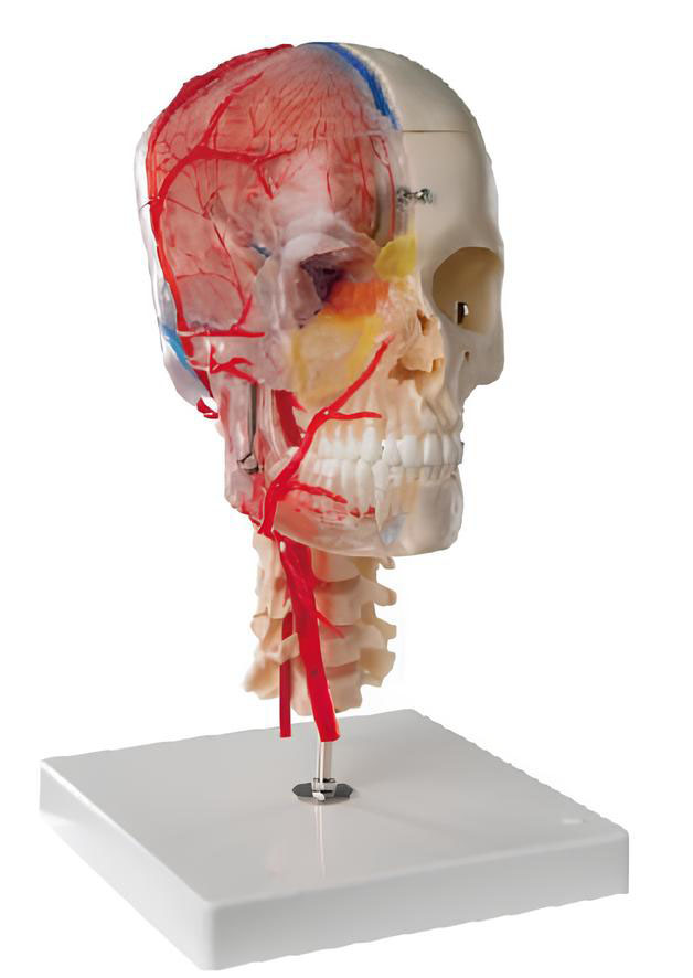 Name：luxury Neurovascular skull with 7 cervical vertebral models Model:EX-D00642