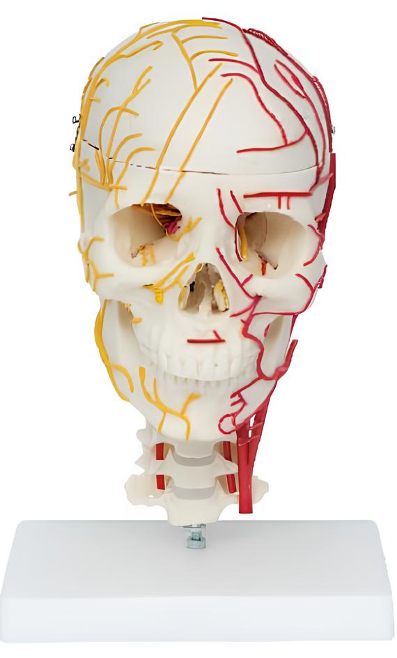 Name：Neurovascular skull with 7 cervical vertebral models Model:EX-D00643