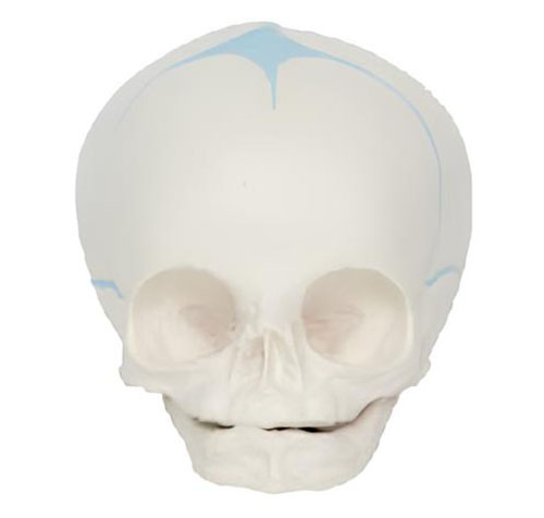 Name：Fetal skull bone model Model:EX-D0071