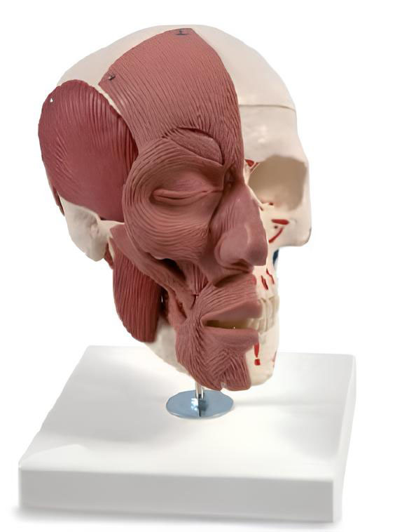 Name：The skull bone muscle model Model:EX-D0081
