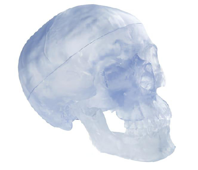 Name：Transparent skull model Model:EX-D0082