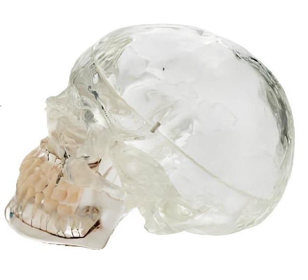 Name：Transparent skull with tooth, nerve, blood vessel model Model:EX-D0083