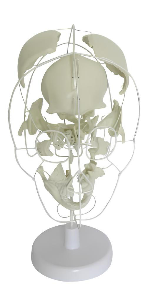 Name：Skull bone separation model Model:EX-D009