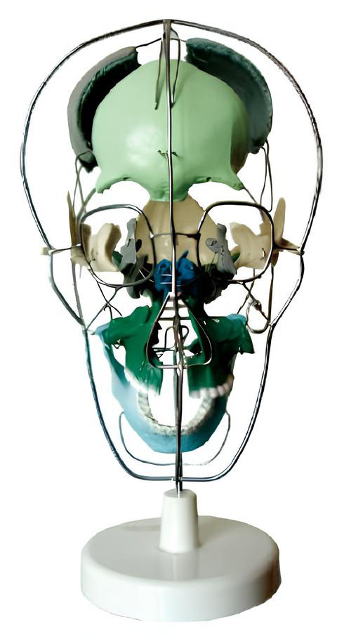 Name：Skull Bone Separation Coloring Model Model:EX-D0091