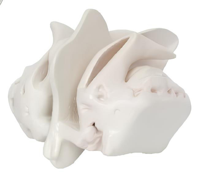 Name：Enlargement of the ethmoid bone 1: 4 Model:EX-D013