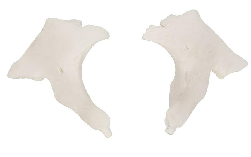 Name：Magnification model of zygomatic bone Model:EX-D0134