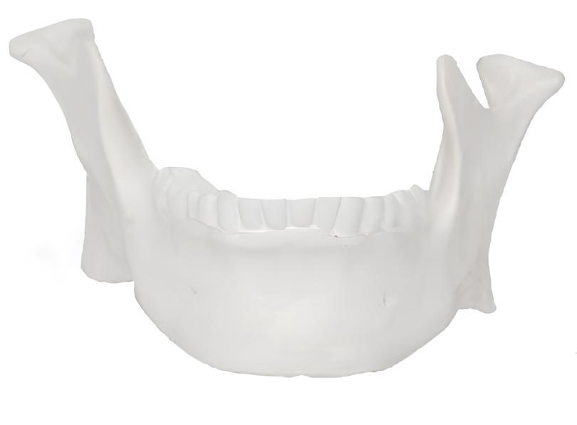 Name：Mandibular model Model:EX-D0135