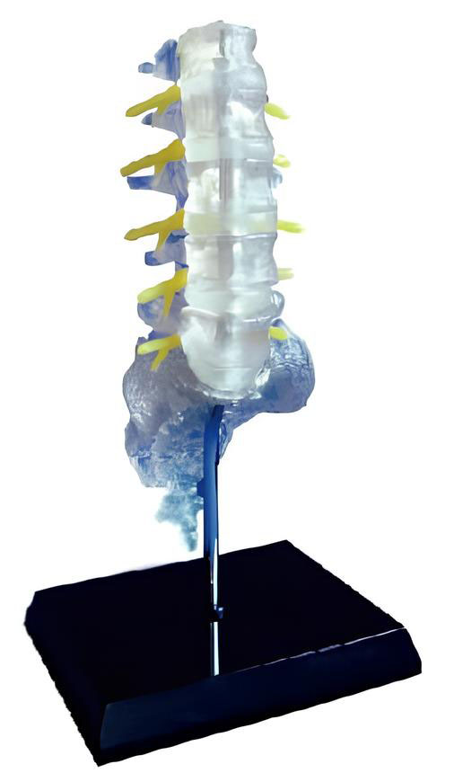 Name：Transparent lumbar sacral vertebra and spinal nerve model Model:EX-D01531