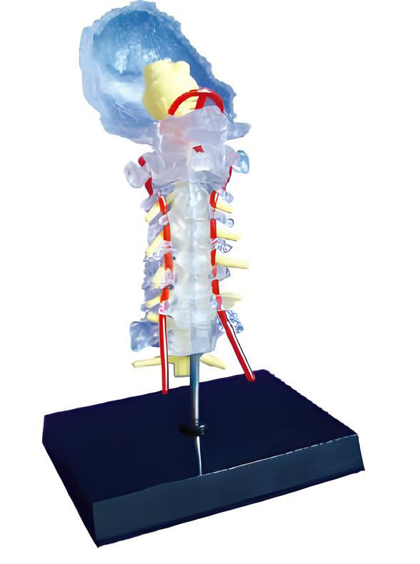 Name：The cervical vertebra and vertebral artery nerve brain stem model Model: EX-D01542