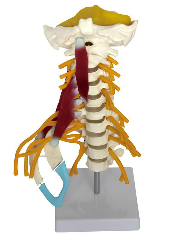 Name：Advanced cervical spine muscles with brainstem-attached nerve model Model: EX-D01543