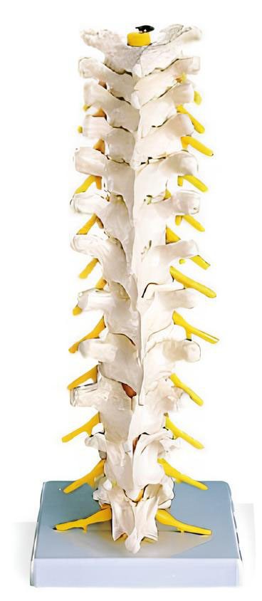 Name：Thoracic vertebrae and spinal nerve model Model: EX-D01555